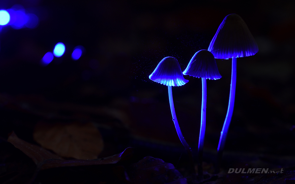 01 Mycena